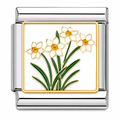 Daffodils
